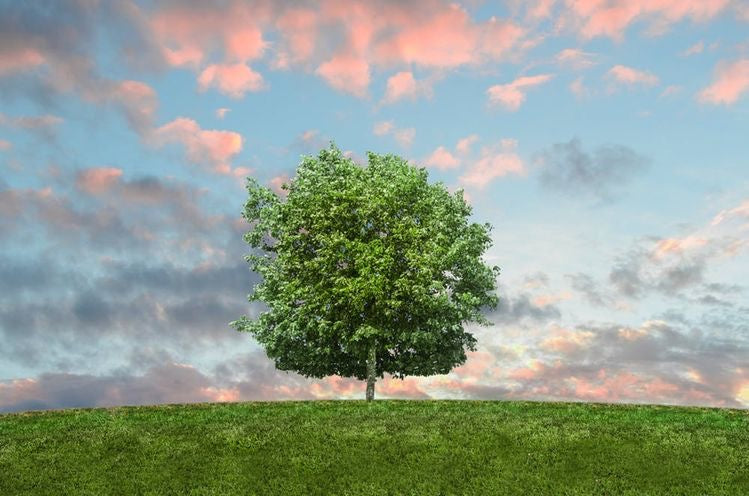Your Purchase Plants a Tree!